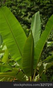 Close-up of a broad leafed plant, Moorea, Tahiti, French Polynesia, South Pacific