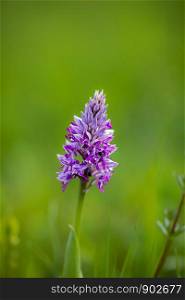 close up of a broad-leaved marsh orchid