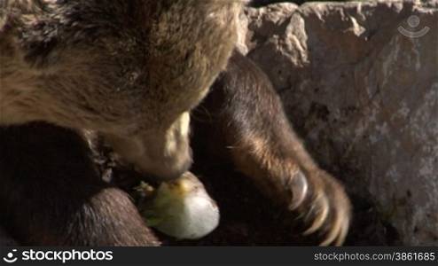 Close-up of a brown bear eating