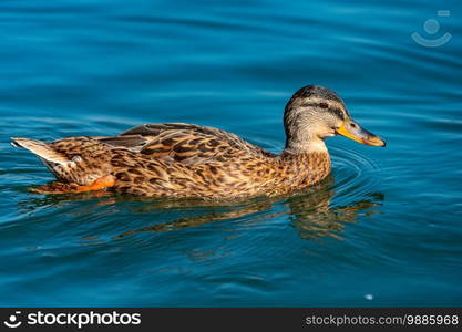 close up of a brown duck swimming in the water.