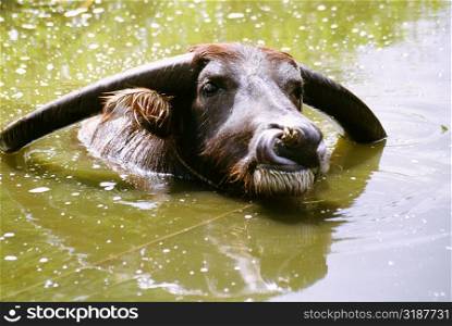 Close-up of a buffalo lazing in a pond, Ishigaki Island, Japan