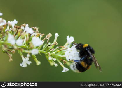 Close-up of a bumble-bee on a white flower. Shallow depth of field.