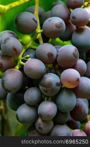 Close-up of a bunch of ripe grapes from an organic garden. Healthy Vitamin Food. Making home wine concept. Close-up of a branch of a red grapes with green leaves. Organic food