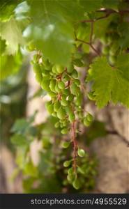 Close up of a bunch of young unripe grapes