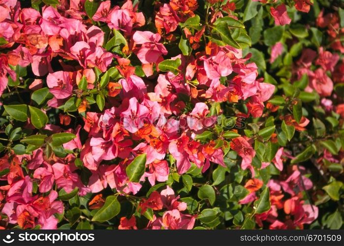 Close-up of a bush of flowers