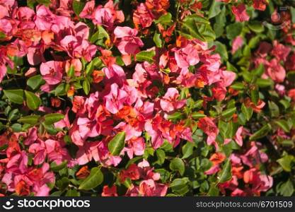 Close-up of a bush of flowers