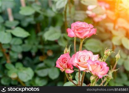 Close up of a bush of pale pink roses in natural light. Pink rose flowers on the rose bush in the garden in summer