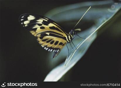 Close-up of a butterfly on a leaf