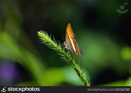 Close-up of a butterfly on a stem