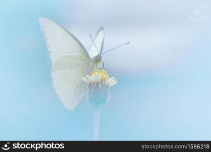 Close-up of a butterfly on bud flower in beautiful nature pastel for background