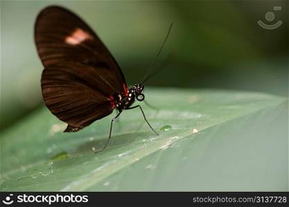 Close-up of a butterfly perched on a leaf at Butterfly Palace, Branson, Taney County, Missouri, USA