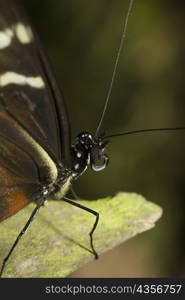Close-up of a butterfly perching on a tree stump