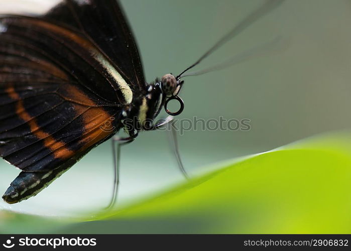 Close-up of a butterfly standing on a leaf at Butterfly Palace, Branson, Taney County, Missouri, USA