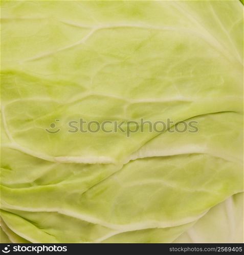 Close-up of a cabbage