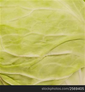 Close-up of a cabbage