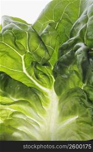 Close-up of a cabbage leaf