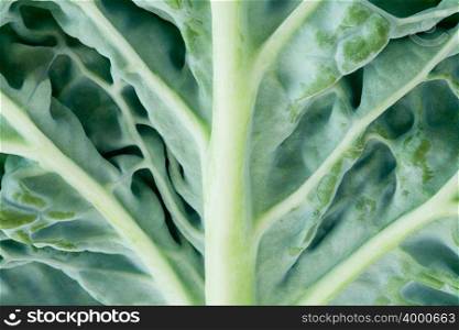 Close up of a cabbage leaf