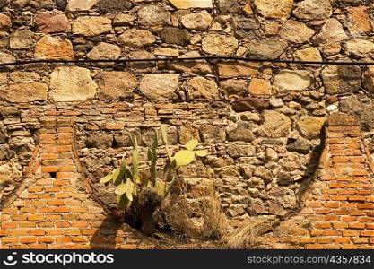 Close-up of a cactus growing on a brick wall, Mexico