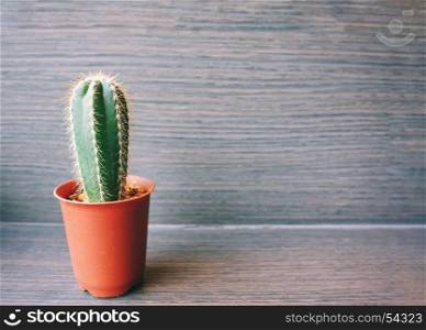 Close up of a cactus on wooden shelf for decorated in room with copy space