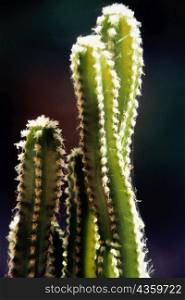 Close-up of a cactus plant