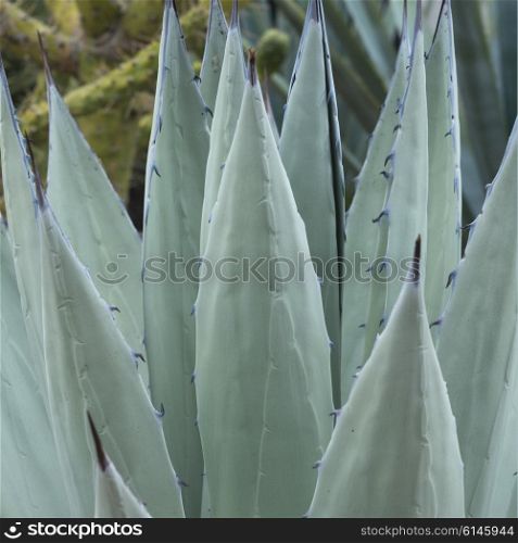 Close-up of a cactus plant, Santa Cecilia, San Miguel de Allende, Guanajuato, Mexico