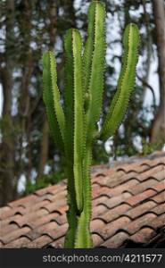 Close-up of a cactus, Willka Tika, Sacred Valley, Cusco Region, Peru