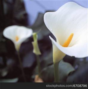 Close-up of a Calla Lily