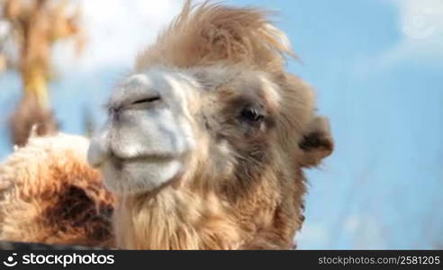 Close-up of a camel head