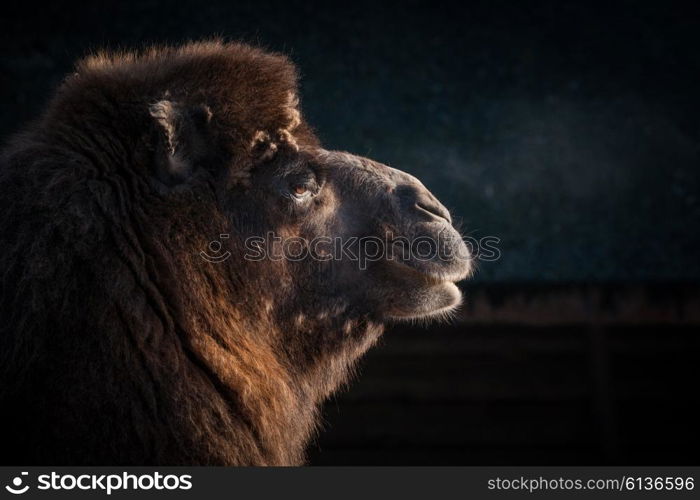 Close-up of a camels head on a dark background