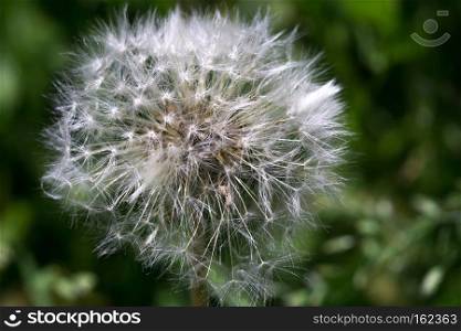 Close up of a cap of white dandelion, natural background.
