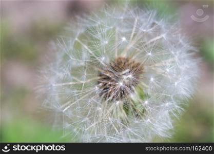 Close up of a cap of white dandelion, natural background.