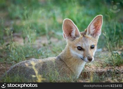 Close up of a Cape fox in the Kalagadi Transfrontier Park, South Africa.