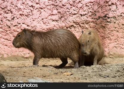 Close up of a Capybara