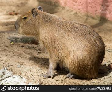 Close up of a Capybara