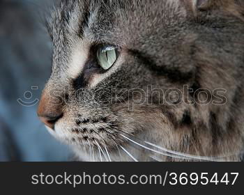 Close-up of a cat