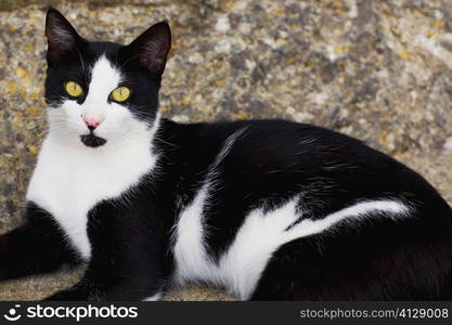 Close-up of a cat