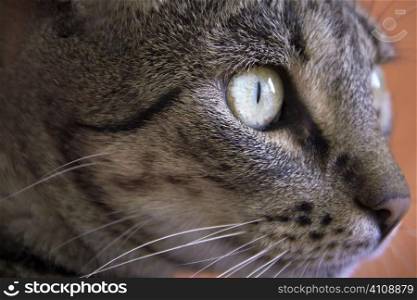 Close up of a cat&acute;s head