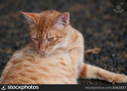 Close-up of a cat in a park, Nagasaki Peace Park, Nagasaki, Japan