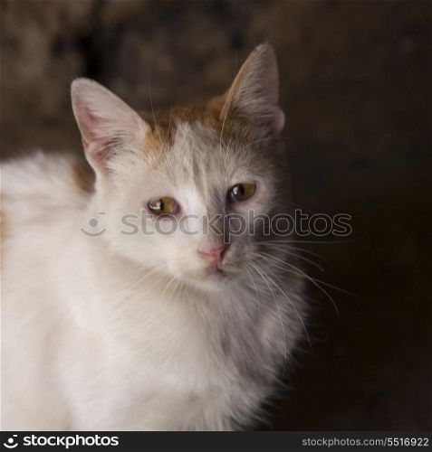 Close-up of a cat, Medina, Marrakesh, Morocco