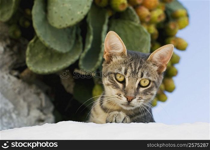 Close-up of a cat, Mykonos, Cyclades Islands, Greece