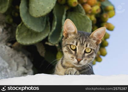 Close-up of a cat, Mykonos, Cyclades Islands, Greece