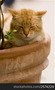 Close-up of a cat sleeping in a potted plant, Vernazza, La Spezia, Liguria, Italy