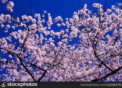 Close-up of a cherry blossom tree, Washington DC, USA