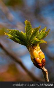 close up of a chestnut bud on the twig in early spring