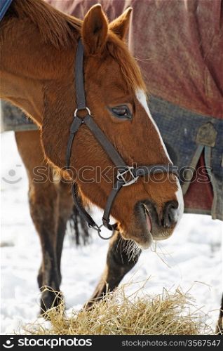 Close up of a chestnut horse eating hay in a snow covered paddock