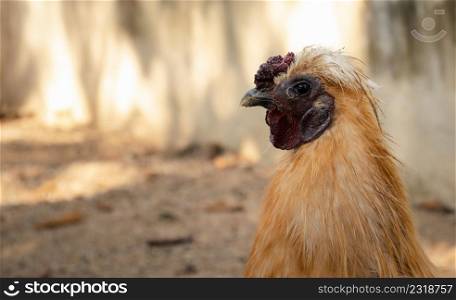Close-up of a chicken standing on a barnyard with a chicken coop. independent poultry farming