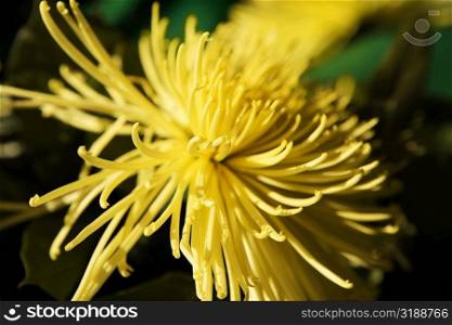 Close-up of a Chrysanthemum (Spider mum), Washington DC, USA