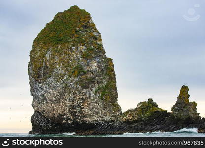 Close up of a cliff at the entrance to the Pacific ocean full of countless seagulls nesting and hatching