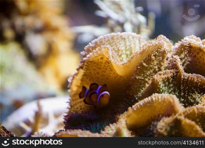 Close-up of a Clown fish and coral underwater