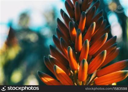Close-up of a cluster of buds of an aloe arborescens plant illuminated by sunlight